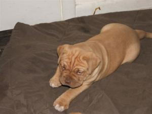 DogueDeBordeauxpuppyforsale